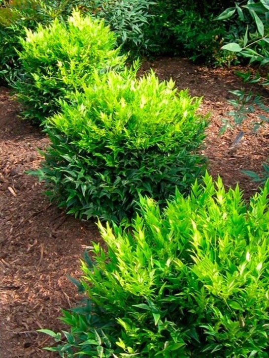 Small Bushes Full Sun New Trees &amp; Shrubs For 2016 | Garden Shrubs, Shrubs, Plants Image 054