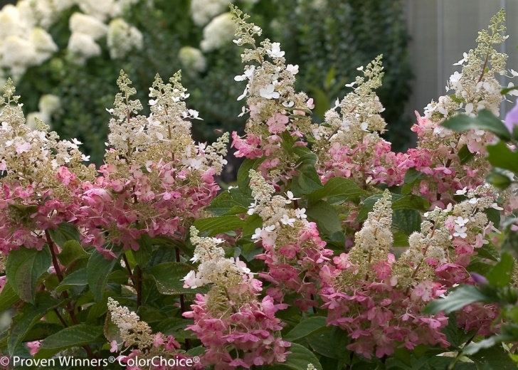 Small Bushes Full Sun Pinky Winky® - Panicle Hydrangea - Hydrangea Paniculata Image 612