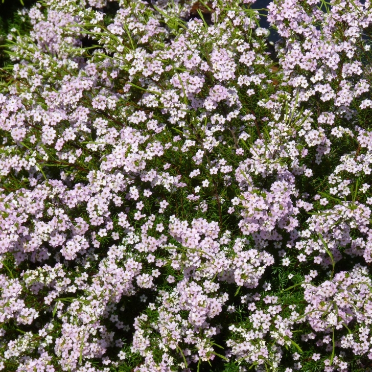 Small Bushes Full Sun Top 10 Shrubs Anyone Can Grow | Flower Power Photo 236