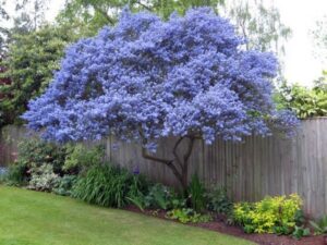 Small Evergreen Flowering Shrubs Ceanothus - Spring Flowering Evergreen, Grown As A Tree Image 824