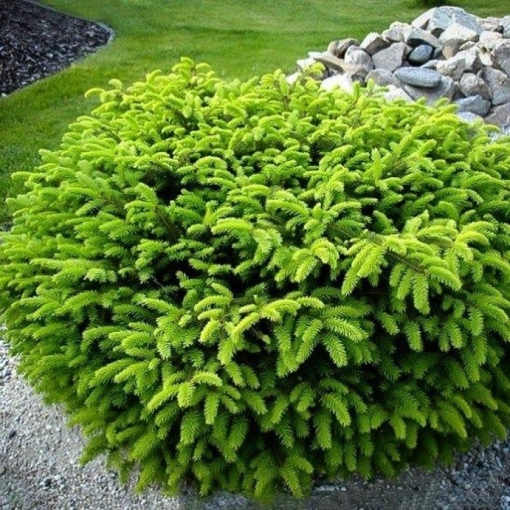 Small Evergreen Trees For Landscaping Bird'S Nest Spruce | Evergreen Landscape, Garden Shrubs Photo 546