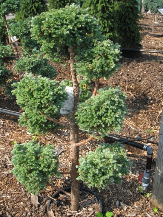 Small Evergreen Trees For Landscaping Fall Planting: Evergreens- Schmalz Custom Landscaping Image 502
