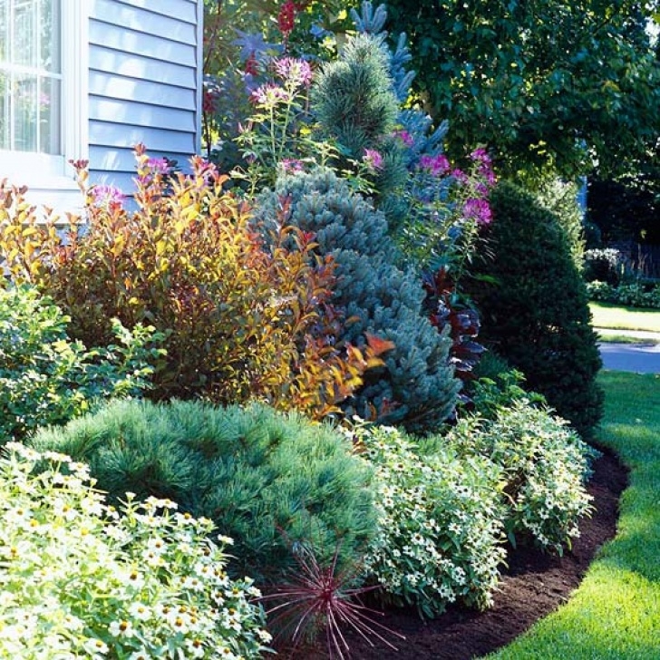 Small Evergreen Trees For Landscaping Use Evergreens To Make An Impact In Your Landscape Picture 976
