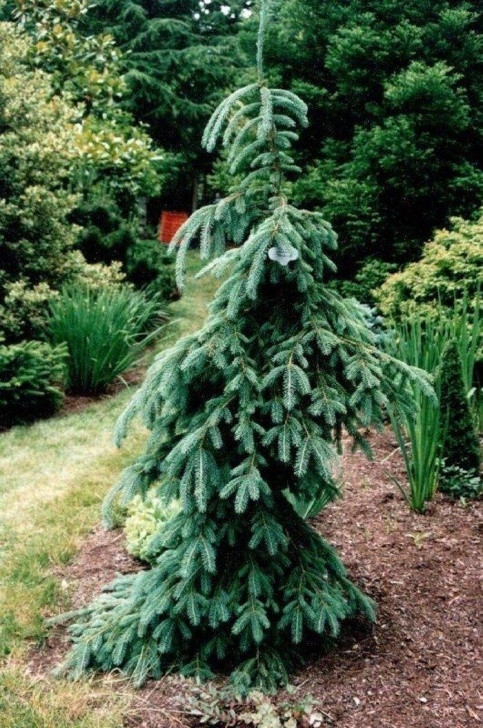 Small Evergreen Trees For Landscaping Weeping White Small Trees For Landscaping , Great Small Photo 371