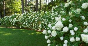 Small Flowering Bushes For Full Sun White Flowering Full Sun Shrubs - Good Shrubs For Full Sun Picture 046
