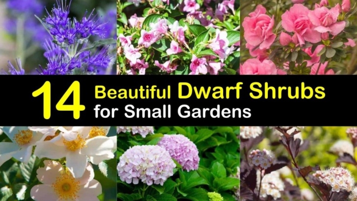 Small Flowering Shrubs For Full Sun 14 Beautiful Dwarf Shrubs For Landscaping Small Gardens Image 721