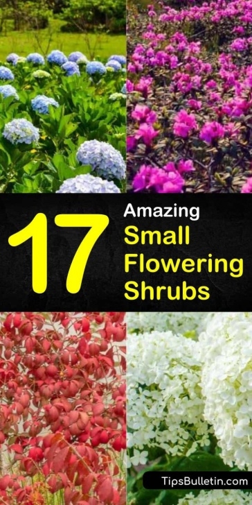 Small Flowering Shrubs For Full Sun 17 Amazing Small Flowering Shrubs Photo 076