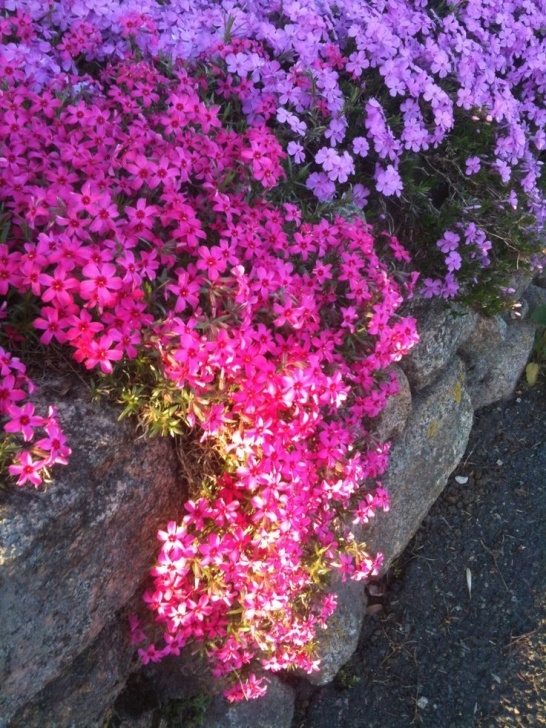 Small Flowering Shrubs For Full Sun 31 Best Flowers: Creeping Phlox Images On Pinterest Photo 973