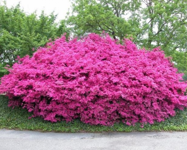Small Flowering Shrubs For Full Sun 8 Best Perennial Shrubs | Diy Picture 262