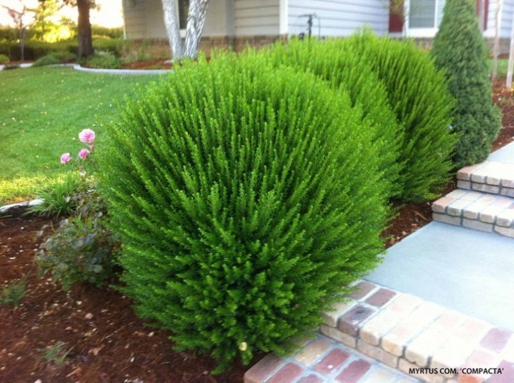 Small Flowering Shrubs For Full Sun Best 25+ Dwarf Shrubs Full Sun Ideas On Pinterest | Tall Image 543