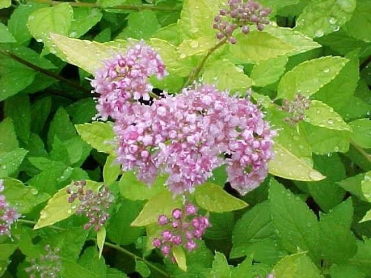 Small Flowering Shrubs For Full Sun Best Shrubs Image 570