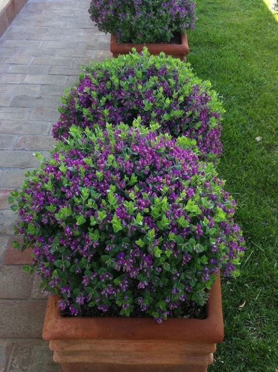 Small Flowering Shrubs For Full Sun Polygala Little Bibi - Height: 100Cm Width: 100Cm Position Picture 916