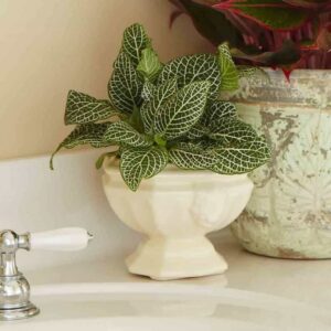 Small Grow Light For Plants Bathroom With Fittonia Indoor Plant - Lovely Deep Green Photo 584