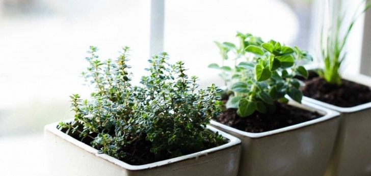 Small Indoor Herb Garden How To Start An Indoor Herb Garden | Kitchen Confidante® Picture 844