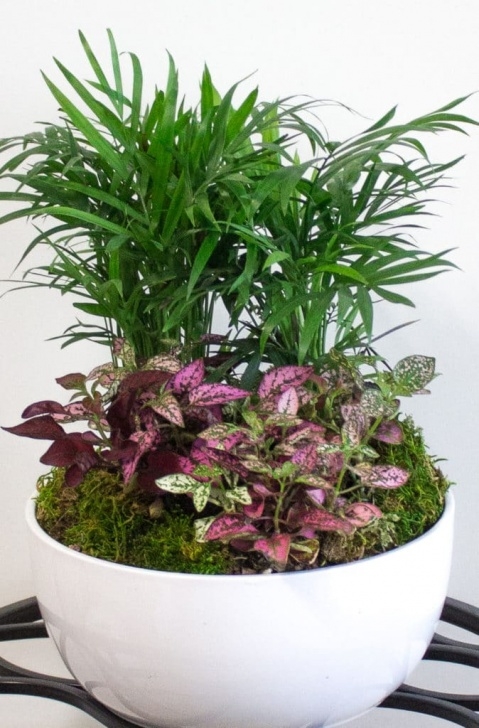 Small Low Light Plants 10 Low-Light Indoor Plants The Can Thrive In Your Home And Picture 642