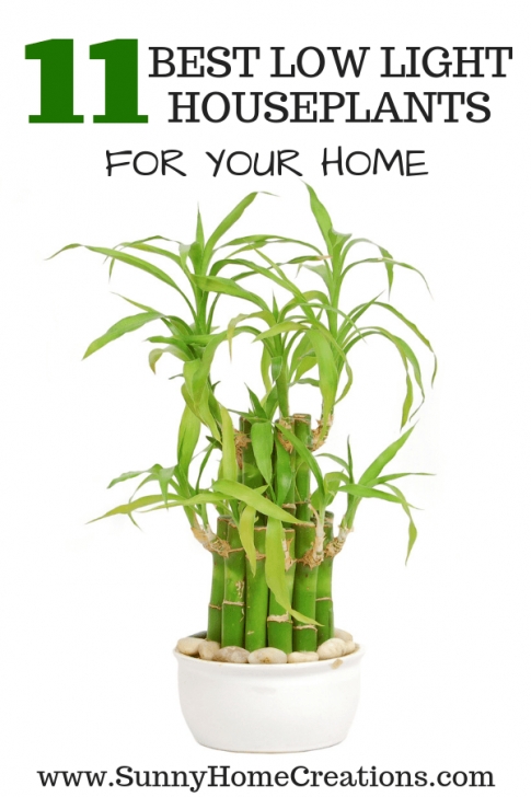 Small Low Light Plants 11 Best Low Light Indoor Plants For Your Home | Indoor Image 330