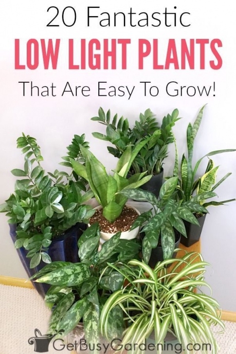 Small Low Light Plants 20 Low Light Indoor Plants That Are Easy To Grow | Indoor Image 857