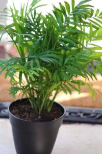 Small Low Light Plants 35+ Of The Best Indoor Plants For Your Home! | Plantcaretoday Photo 608