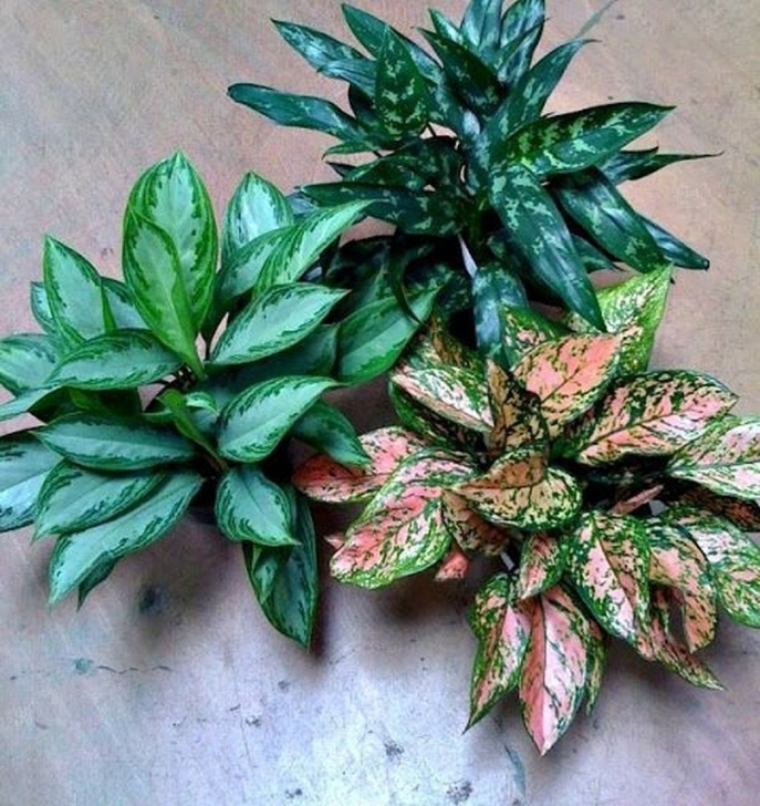 Small Low Light Plants 40 Masterly Easy Low Light Houseplants Indoor Decor Ideas Photo 357