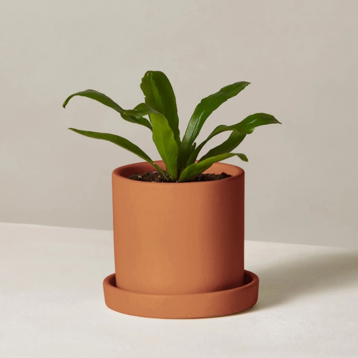 Small Low Light Plants Bird Nest Fern In Small Hyde Planter | Bird Nest Fern, Low Picture 352