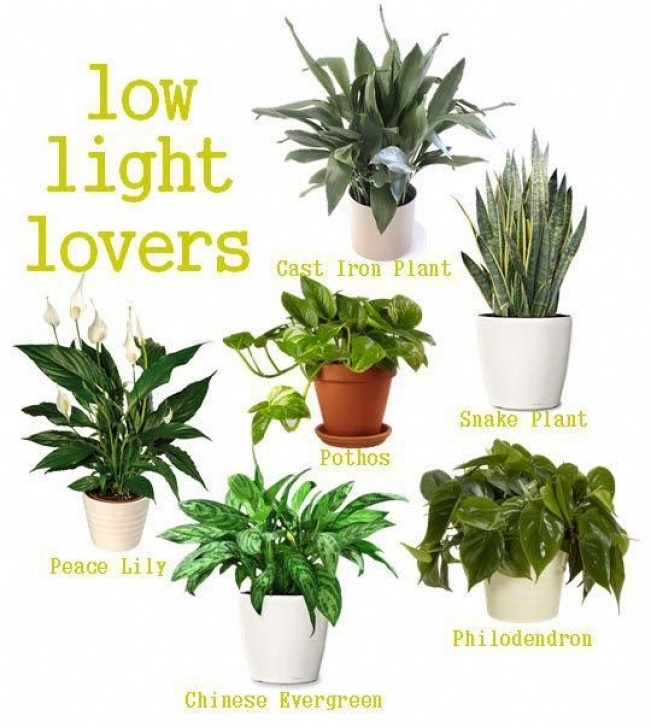Small Low Light Plants Low Light Loving Houseplants -- Perfect For A Small Picture 955