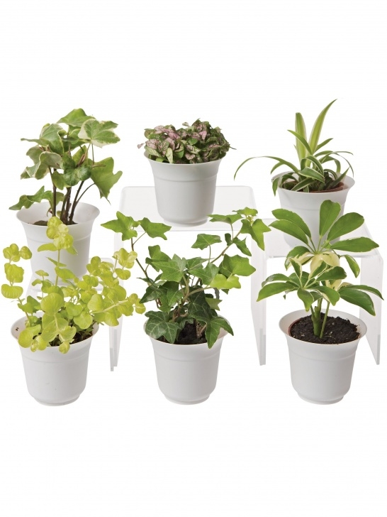 Small Low Light Plants Low Light Terrarium Plant Collection - Small Terrarium Picture 824