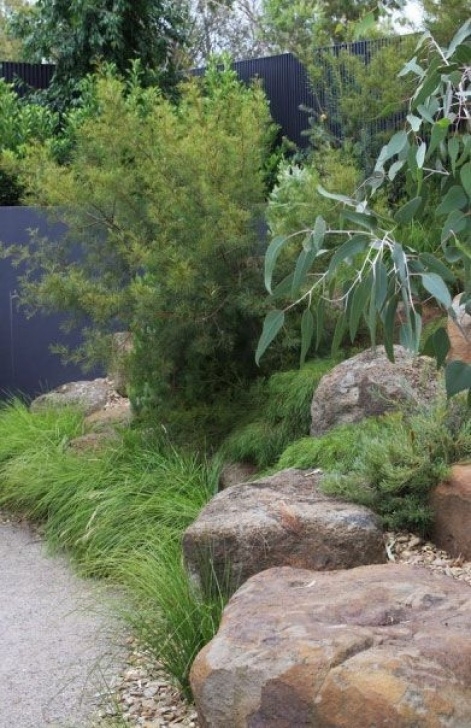 Small Native Garden 84 Best Australian Native Trees Images On Pinterest Photo 360