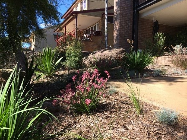 Small Native Garden Australian Native Garden Design Northern Beaches Photo 700