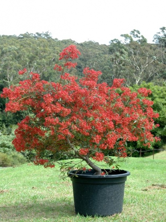 Small Native Garden Australian Native Plants For Pots, Courtyards And Small Photo 930