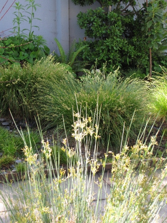 Small Native Garden ﻿Small Native Garden | Berkeley Gardens, (Berkeley Ca) Photo 040