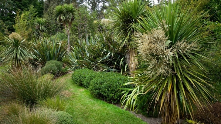 Small Native Garden Flaxmere Garden Website New Zealand Natives | Native Image 844
