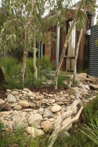 Small Native Garden Is It Time To Reconsider Using Australian Natives? | Rain Picture 248