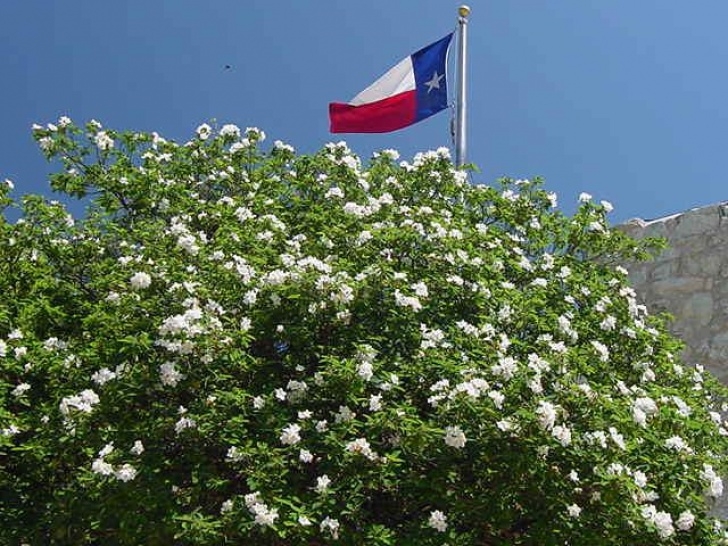 Small Native Plants 11 Small Texas Native Trees For Your San Antonio Landscape Photo 194