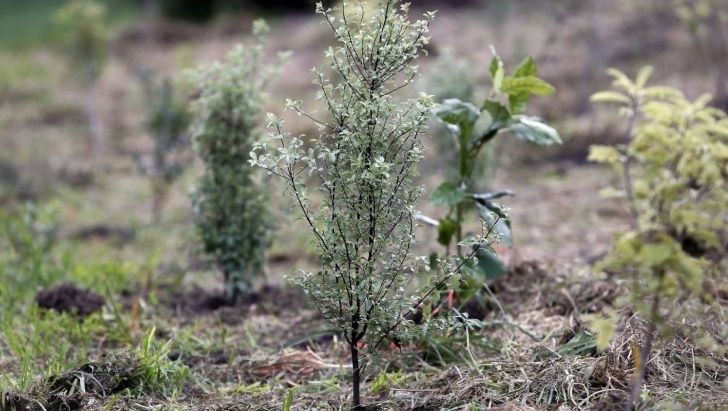 Small Native Plants 8 Fast-Growing Trees To Plant For Privacy | Stuff.co.nz Image 931