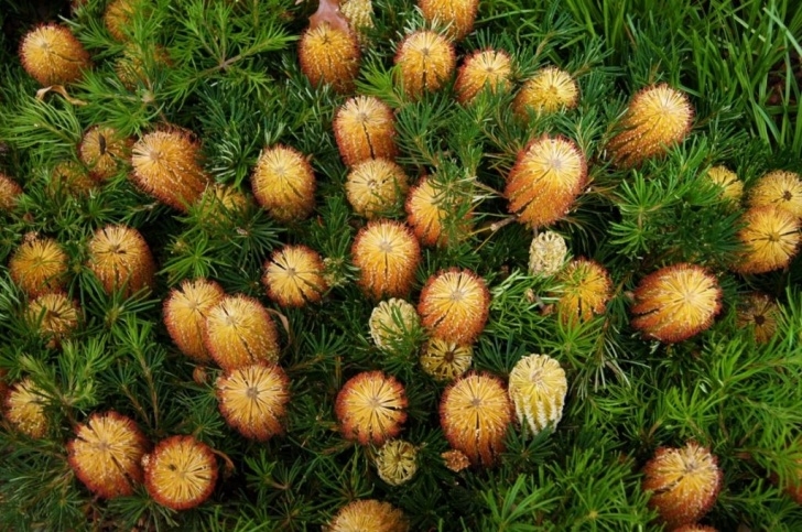 Small Native Plants Banksia Tucker Time Birthday Candles | Australian Garden Image 965