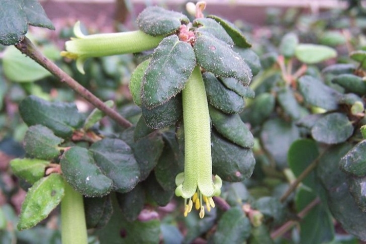 Small Native Plants Common Correa (Correa Reflexa) Also Known As Native Image 107