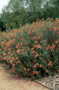 Small Native Plants Enjoying Zauschnerias | California Native Garden Image 659