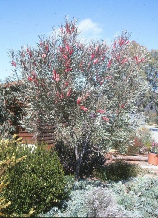 Small Native Plants Hakea Francisiana Drought Tolerant. Large Upright Shrub Picture 736