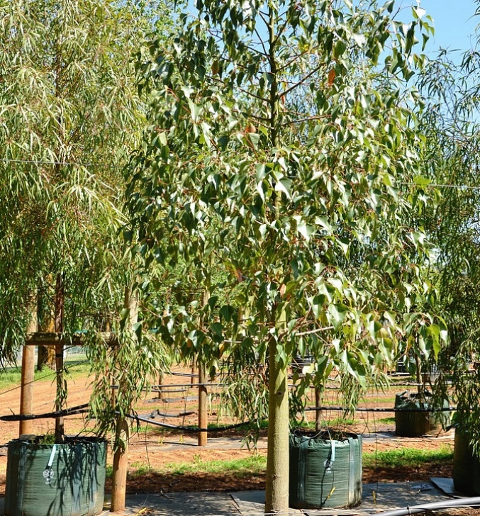 Small Native Plants Native Trees | Fleming'S Picture 452