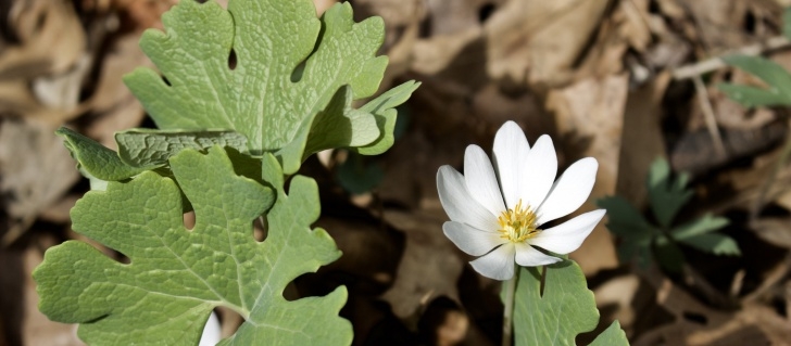 Small Native Plants Thinking Of Spring: The Spring Ephemerals | Edge Of The Photo 419