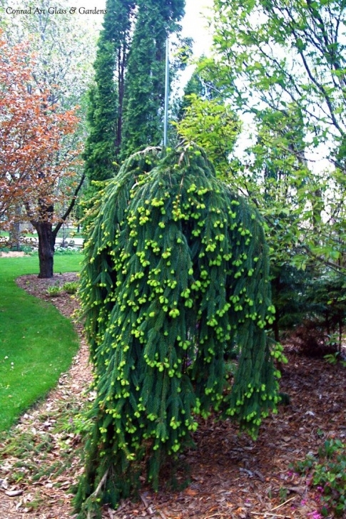 Small Ornamental Evergreen Trees 14 Best Small/Dwarf Evergreens Images On Pinterest Image 370
