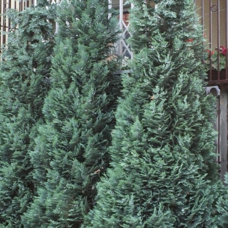 Small Ornamental Evergreen Trees Chamaecyparis Lawsoniana Alumii | Buy Blue Lawsons Cypress Image 569