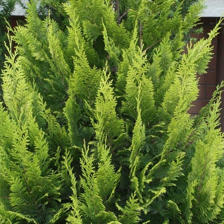 Small Ornamental Evergreen Trees Chamaecyparis Lawsoniana Alumii Gold | Lawsons Cypress Photo 945