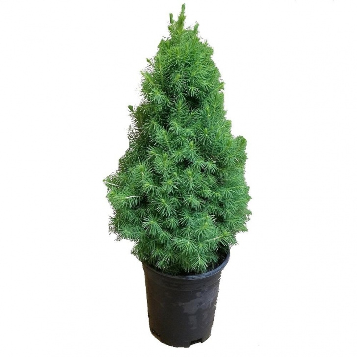 Small Ornamental Evergreen Trees Flowerwood Nursery, Inc 2.5 Qt. Dwarf Alberta Spruce Picture 457