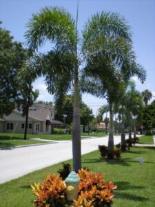 Small Outdoor Palm Trees Foxtail Palm | Florida Palm Trees. Unique, Not Your Image 554