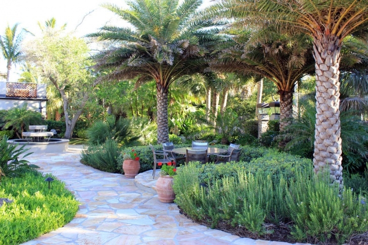 Small Outdoor Palm Trees Plant Styles: Traditional Vs Contemporary Plants Picture 727