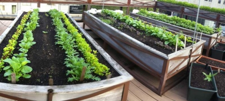 Small Raised Garden Bed Raised Bed Gardens On Rooftops - Things To Consider Picture 858