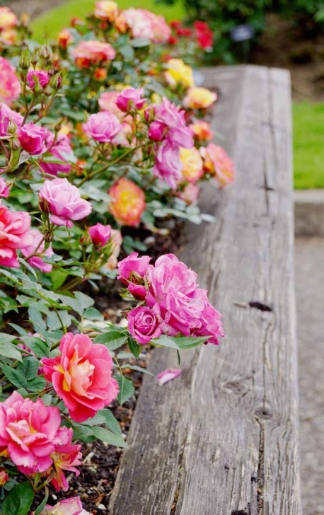 Small Rose Bush Care 5 Tips For Pruning Roses Like A Pro | Gardener'S Path Photo 343