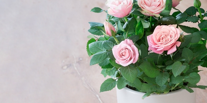 Small Rose Bush Care How To Care For An Indoor Rose Plant | Blossoming Gifts Picture 139