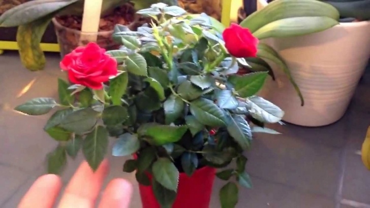 Small Rose Bush Care Potted Miniature Roses! Useful Tips To Increase Blooming Image 496
